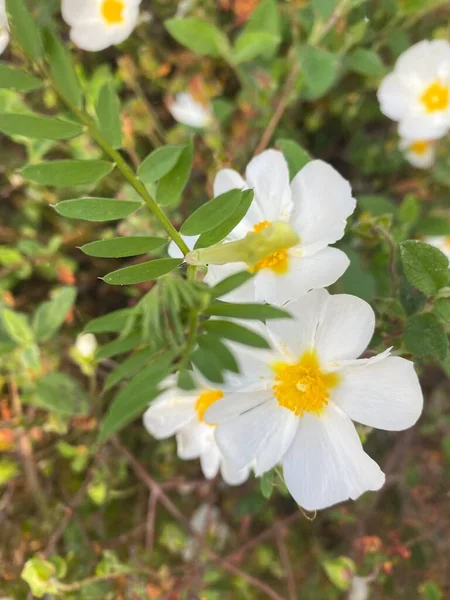 Kwiaty Rockrose Hiszpanii Białe Dzikie Kwiaty Piękne Kwiaty Wiosną Polu — Zdjęcie stockowe