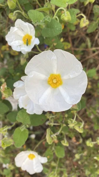 İspanya 'da kaya gülleri. Beyaz yabani çiçekler. Baharda tarlada güzel çiçekler.