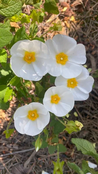 Fleurs Rosier Espagne Fleurs Blanches Sauvages Belles Fleurs Printemps Dans — Photo