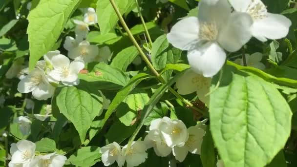 Philadelphus Coronarius Naranja Dulce Simulada Celindas Arbusto Con Flores Blancas — Vídeo de stock
