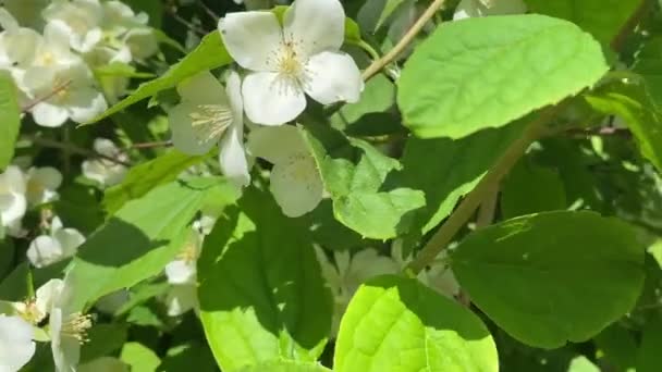 Philadelphus Coronarius Sweet Mock Orange Celindas Shrub White Flowers Rich — ストック動画