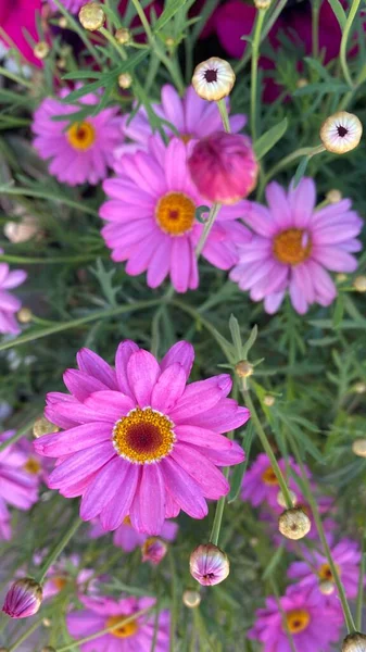 Argyranthemum Frutescens Known Paris Daisy Marguerite Marguerite Daisy Perennial Plant — Stok fotoğraf