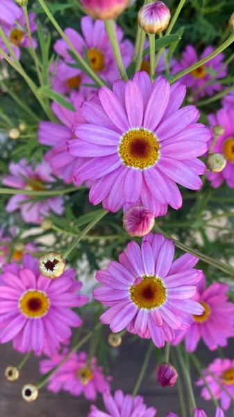 Argyranthemum Frutescens Known Paris Daisy Marguerite Marguerite Daisy Perennial Plant — Stok fotoğraf