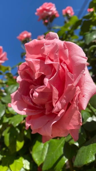 Όμορφη Μεταξένια Ροζ Τριαντάφυλλα Στον Κήπο Φόντο Γαλάζιο Του Ουρανού — Φωτογραφία Αρχείου