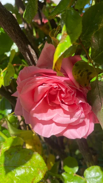 Όμορφη Μεταξένια Ροζ Τριαντάφυλλα Στον Κήπο Φόντο Γαλάζιο Του Ουρανού — Φωτογραφία Αρχείου