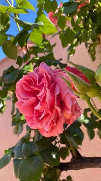 Beautiful Silky Pink Roses Garden Spring Blue Sky Background — Fotografia de Stock