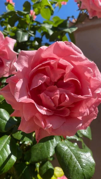 Beautiful Silky Pink Roses Garden Spring Blue Sky Background — ストック写真
