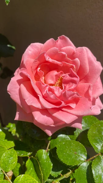 Krásné Hedvábné Růžové Růže Zahradě Jarní Modré Nebe Pozadí — Stock fotografie