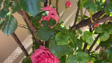 Bahçede güzel ipeksi pembe güller. Baharın mavi arka planında.