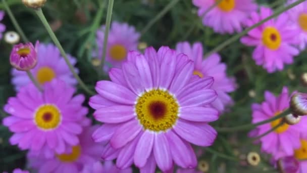 Argyranthemum Frutescens Known Paris Daisy Marguerite Marguerite Daisy Perennial Plant — Stockvideo