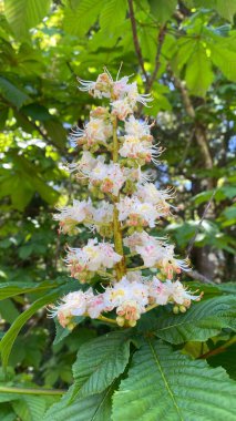 At kestanesi ağacı çiçek açmış. Beyaz at kestane çiçekleri