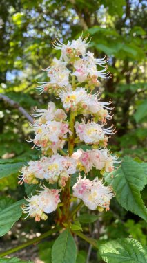 At kestanesi ağacı çiçek açmış. Beyaz at kestane çiçekleri