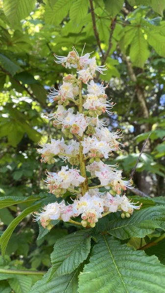 At kestanesi ağacı çiçek açmış. Beyaz at kestane çiçekleri