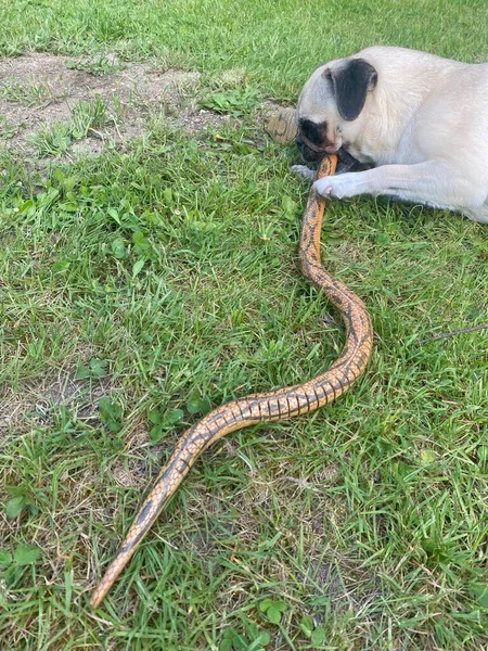 Pug breed dog hunting and playing with a snake. Hunting (fake) snake