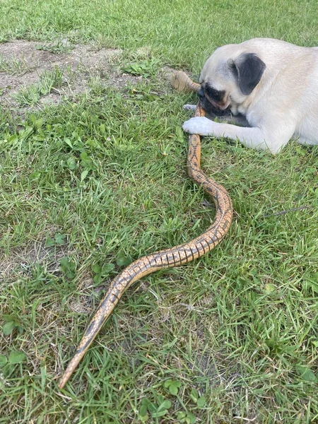 Pug breed dog hunting and playing with a snake. Hunting (fake) snake