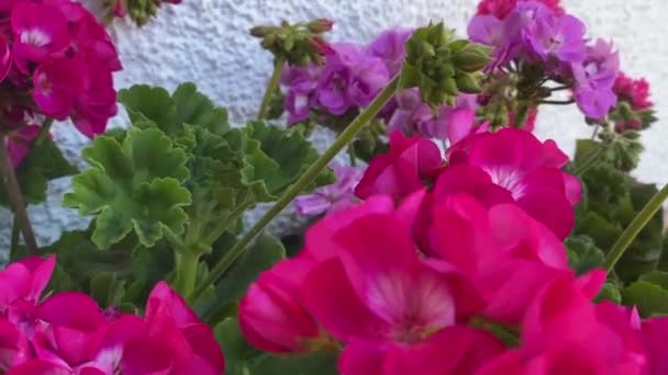 Růžové Muškáty Závod Geraniu Zahradě — Stock video