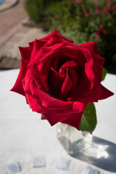 Όμορφο Κόκκινο Χρώμα Τριαντάφυλλο Ένα Γυάλινο Βάζο Νερό — Φωτογραφία Αρχείου