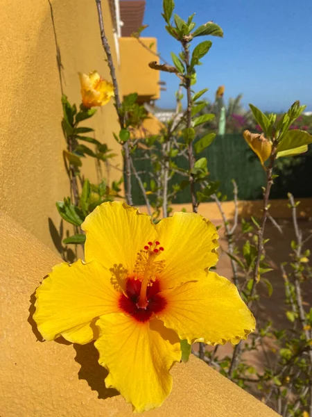 Ibisco Giallo Che Fiorisce Nel Giardino Fiori Tropicali Ibisco — Foto Stock