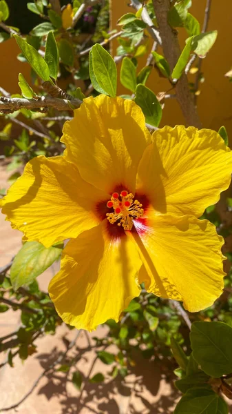 Ibisco Giallo Che Fiorisce Nel Giardino Fiori Tropicali Ibisco — Foto Stock