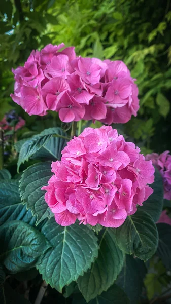 Ortensia Fiorita Con Fiori Rosa Intenso — Foto Stock