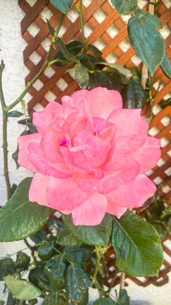 Όμορφο Και Λεπτό Ροζ Τριαντάφυλλο Στην Τριανταφυλλιά Στον Κήπο — Φωτογραφία Αρχείου