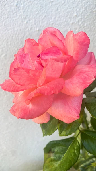 Krásná Jemná Růžová Růže Růžovém Keři Zahradě — Stock fotografie