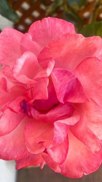 Mooie Delicate Roze Roos Rozenstruik Tuin — Stockfoto