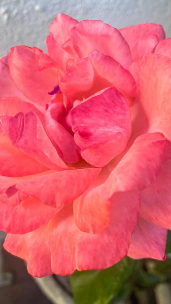 Όμορφο Και Λεπτό Ροζ Τριαντάφυλλο Στην Τριανταφυλλιά Στον Κήπο — Φωτογραφία Αρχείου