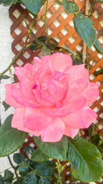 Rosa Hermosa Delicada Rosal Jardín — Foto de Stock