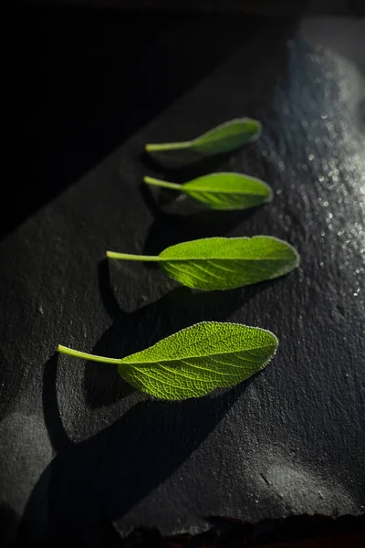 Fresh green sage leaves just watered. Aromatic sage leaves with dark background.