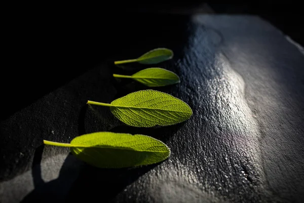 Fresh green sage leaves just watered. Aromatic sage leaves with dark background.