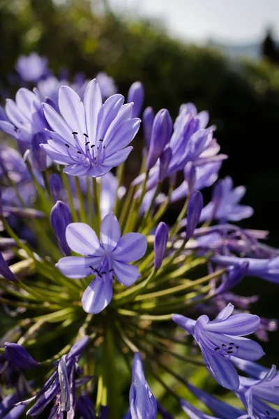 African Lily Flowers Full Splendor Garden Sunset Lovely Purple Flowers — Stok fotoğraf