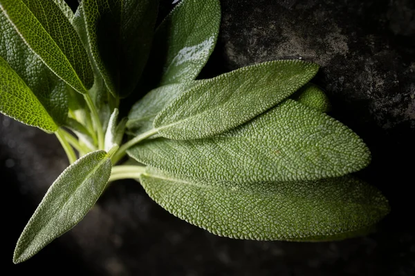 Fresh sage leaves. Green and wet sage leaves freshly picked from the home garden.