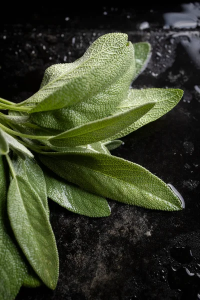 Fresh sage leaves. Green and wet sage leaves freshly picked from the home garden.