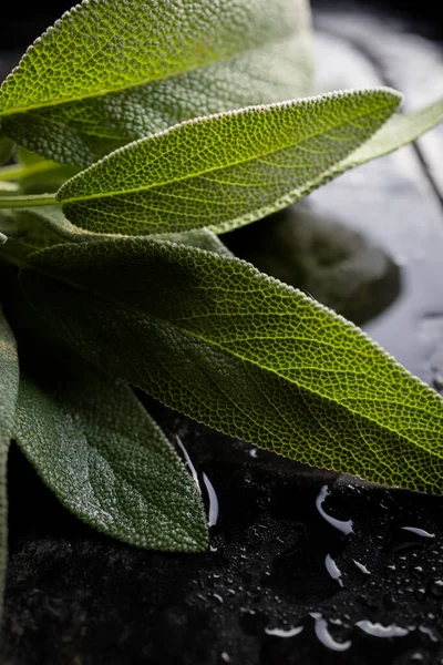 Fresh sage leaves. Green and wet sage leaves freshly picked from the home garden.