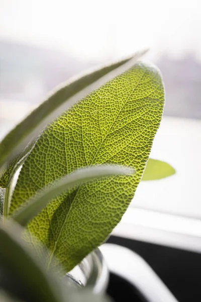 Fresh sage leaves. Green and wet sage leaves freshly picked from the home garden.