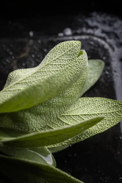 Fresh sage leaves. Green and wet sage leaves freshly picked from the home garden.