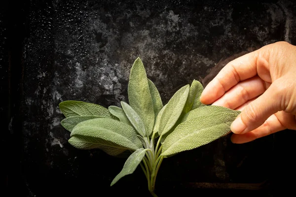 Fresh sage leaves. Green and wet sage leaves freshly picked from the home garden.