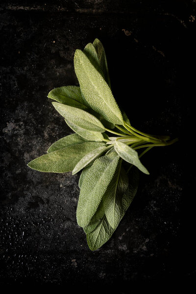 Fresh sage leaves. Green and wet sage leaves freshly picked from the home garden.