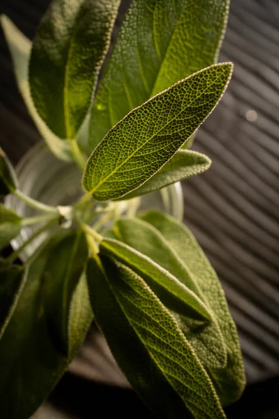 Fresh Sage Leaves Green Wet Sage Leaves Freshly Picked Home —  Fotos de Stock