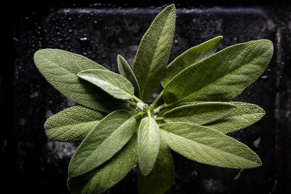 Fresh sage leaves. Green and wet sage leaves freshly picked from the home garden.