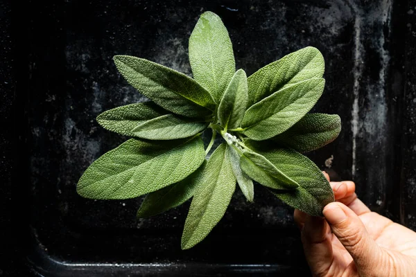 Fresh sage leaves. Green and wet sage leaves freshly picked from the home garden.