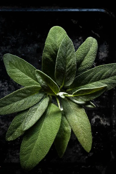 Fresh sage leaves. Green and wet sage leaves freshly picked from the home garden.