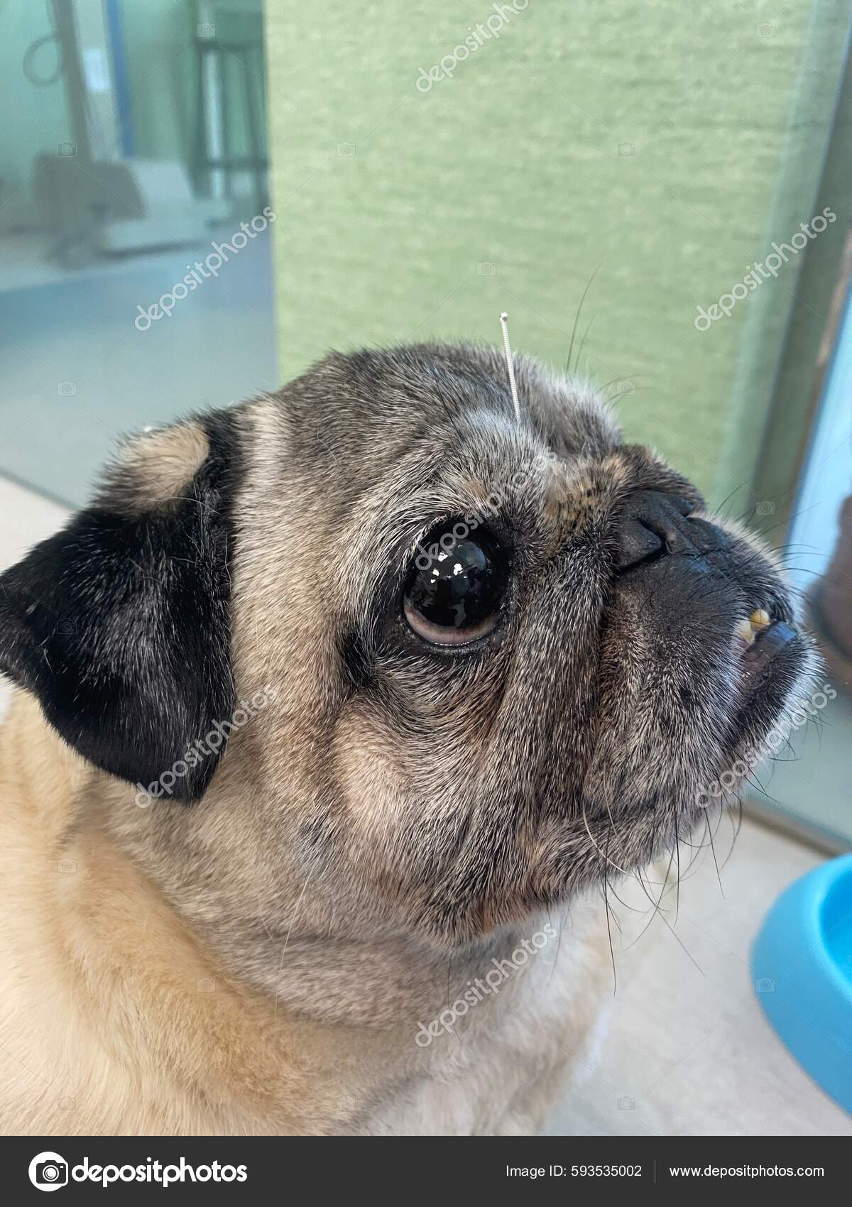 Pug Cute Therapy Dog Purebred Dog Acupuncture Needles Therapy