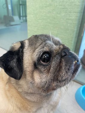 Akupunktur iğneli safkan köpek. Köpeklerdeki kemik ve kas sorunlarını tedavi etmek için bir terapi