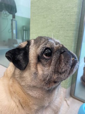 Akupunktur iğneli safkan köpek. Köpeklerdeki kemik ve kas sorunlarını tedavi etmek için bir terapi