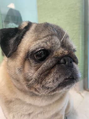 Akupunktur iğneli safkan köpek. Köpeklerdeki kemik ve kas sorunlarını tedavi etmek için bir terapi