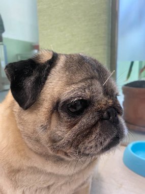 Akupunktur iğneli safkan köpek. Köpeklerdeki kemik ve kas sorunlarını tedavi etmek için bir terapi