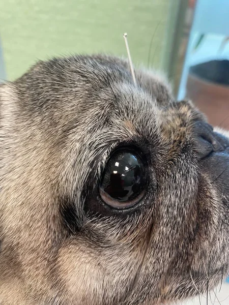 Purebred Dog Acupuncture Needles Therapy Treat Bone Muscle Problems Dogs — Fotografia de Stock