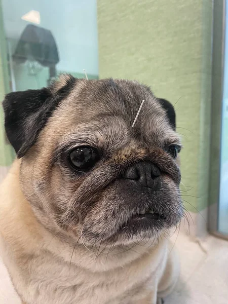 Purebred Dog Acupuncture Needles Therapy Treat Bone Muscle Problems Dogs — Fotografia de Stock